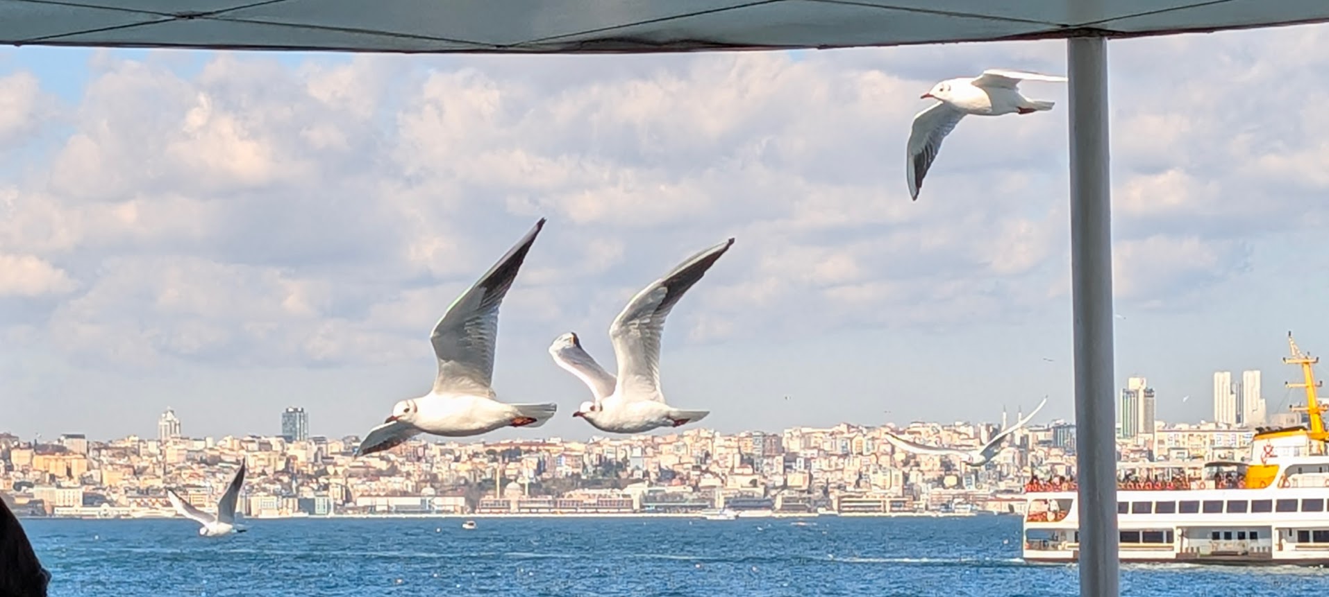 Gull
